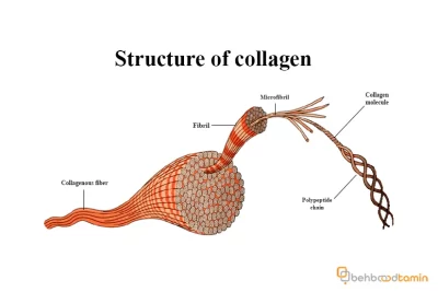 کلاژن چیست؟