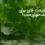آیا روغن درخت چای برای جوش و لک موثر است؟