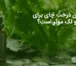 آیا روغن درخت چای برای جوش و لک موثر است؟