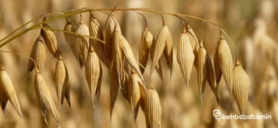 فواید جو دو سر برای مو